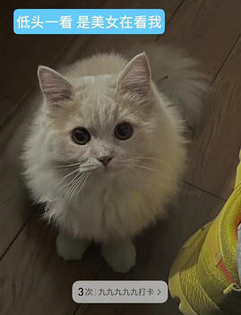 10 December 2021 - “Looked down and found a pretty lady staring at me”